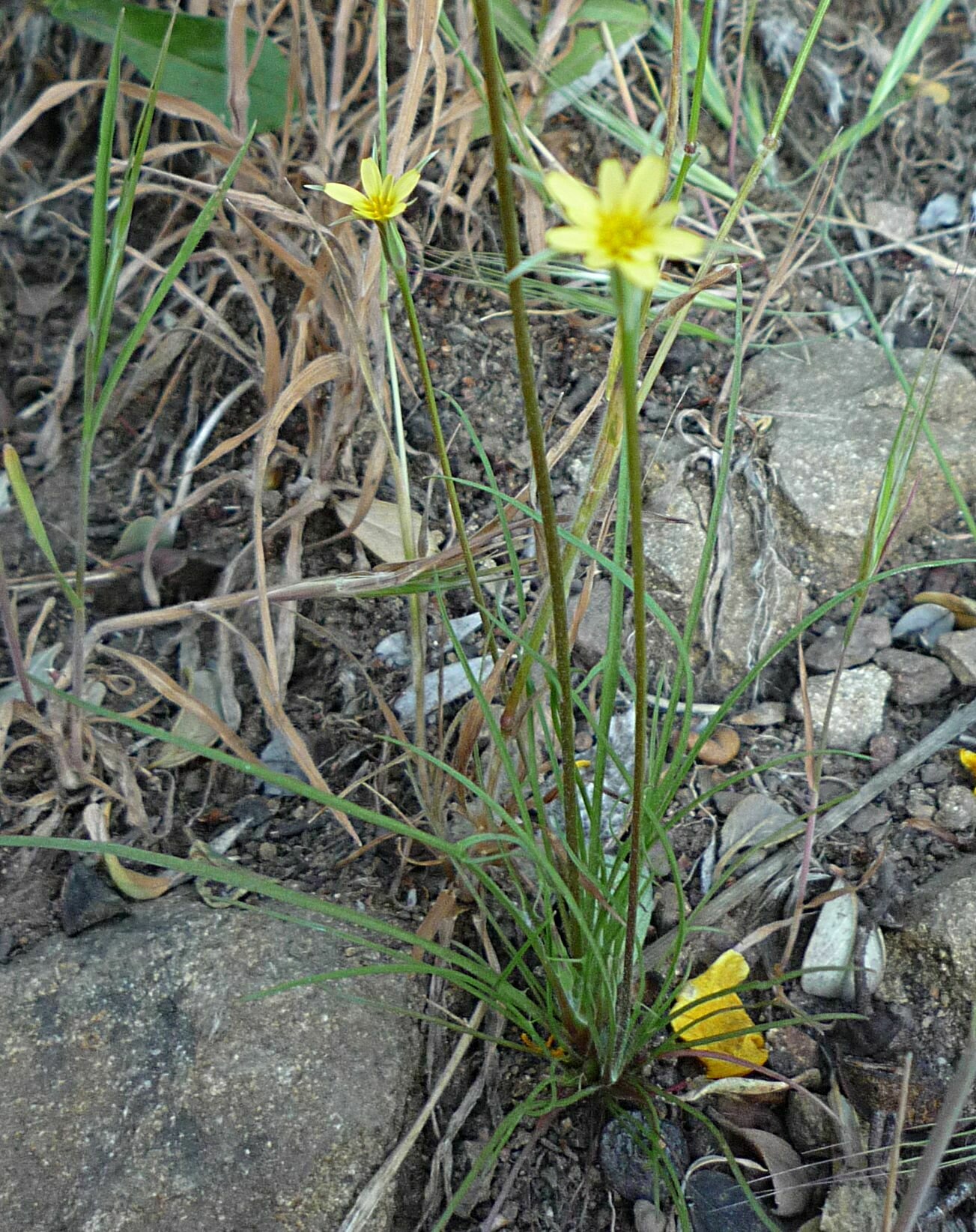 High Resolution Uropappus lindleyi Plant